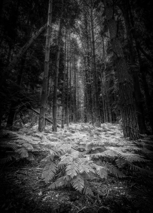Hollybank Woods by Carpenter Photography