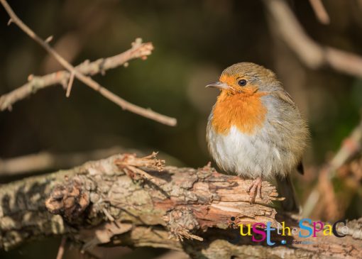 Robin by Carpenter Photography