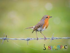 Bird on a Wire by Carpenter Photography